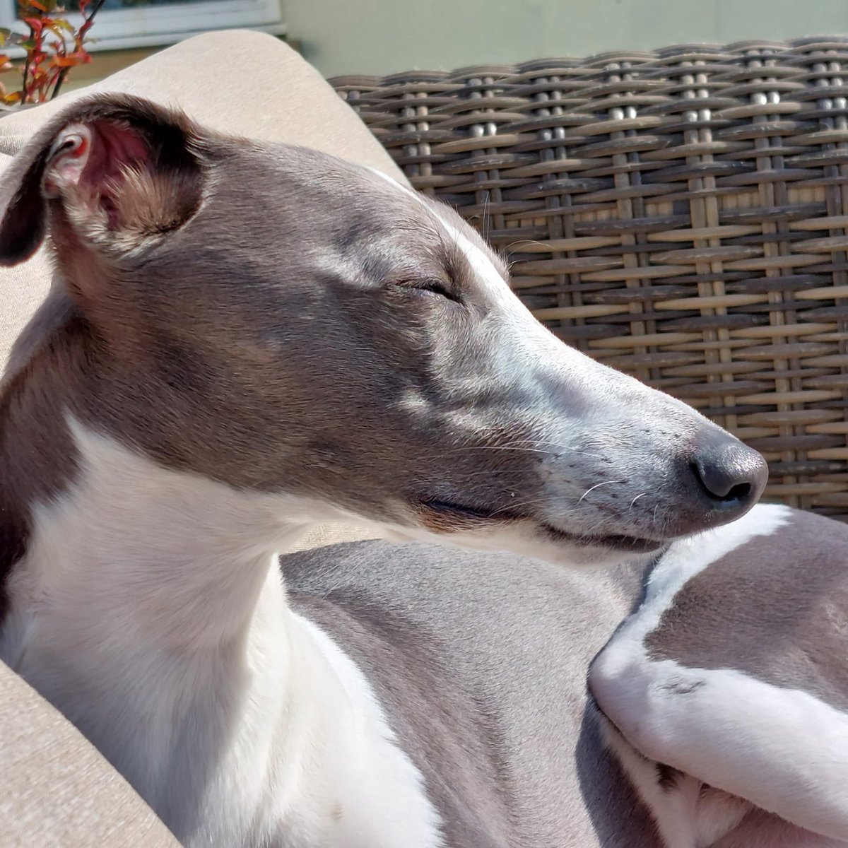 Oh the sweet bliss of the sun on my furry face!!!