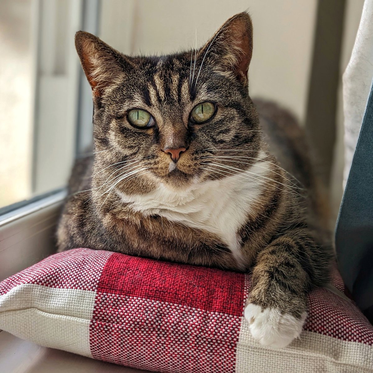 Friedeggstudios's tweet image. Happy #Caturday @thechrisbarron