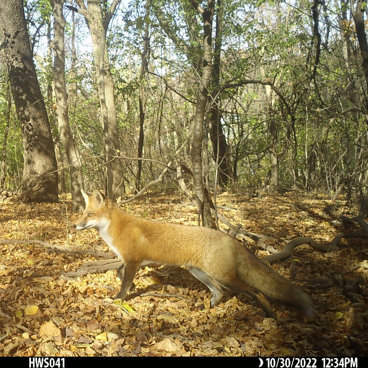 Two species of fox (separated by millions of years of evolution) occur in Syracuse city parks: the gray fox (Urocycon cinereoargenetus) and the red fox (Vulpes vulpes). Most only ever see the red fox, which often comes out during the day, while the gray fox is mostly nocturnal.