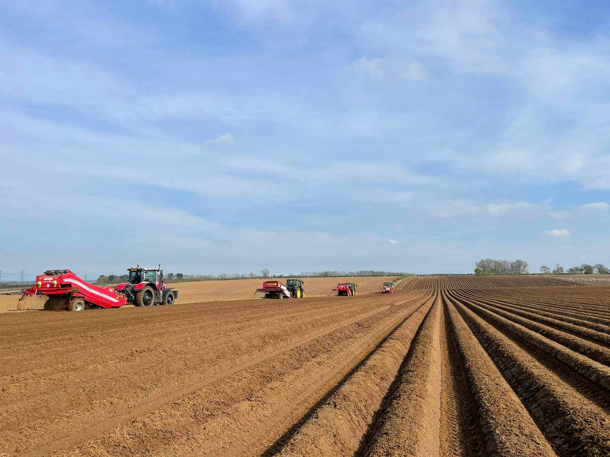 Big Sky on the banks of the Humber, planting really well despite the recent rain