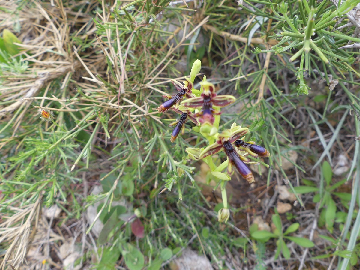 Still going nicely on Kolymbia Peninsula is Ophrys speculum subsp.Regis - Ferdinandii #Rhodes