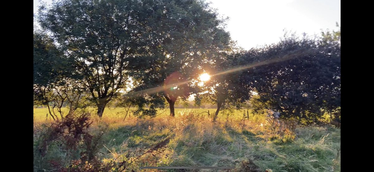 lynchbo's tweet photo. How it started, how it’s going… getting ready for those summer sunsets! https://t.co/AKOeF4MnyK