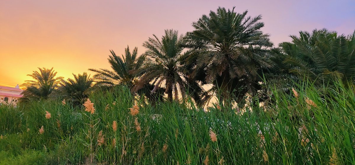 hani_690's tweet image. #Vivo
#XNote

بعدسة الفيفو اكس نوت