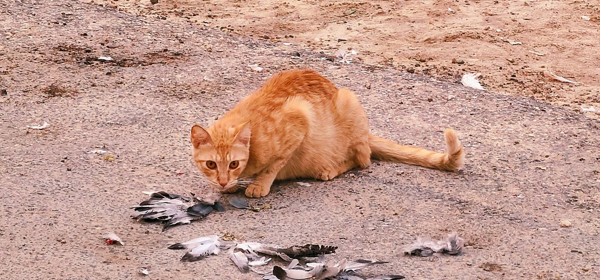 hani_690's tweet image. #Vivo
#XNote

بعدسة الفيفو اكس نوت