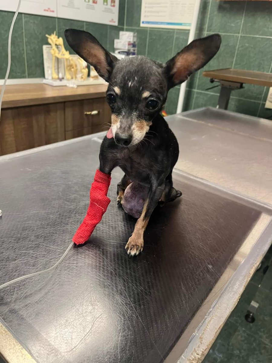 Paws2RescueUK's tweet photo. Her family abandoned this old girl because her tumour grew big!!! We have taken her to the vet. Their trash, our treasure, in a day where we have picked up so many abandoned dogs in need 😢 https://t.co/l5bS0vSo7M