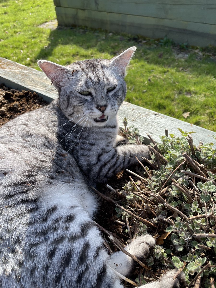 Looks like the catnip is going down well! #spring #catdrugs