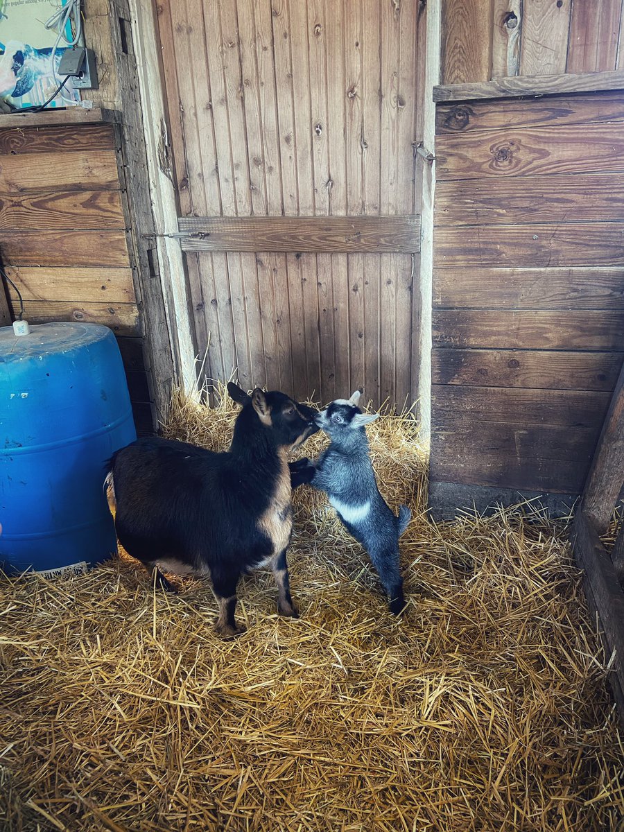 the kids are two weeks old 🥰 

#goats #FarmLife #countrygirl #goatkids