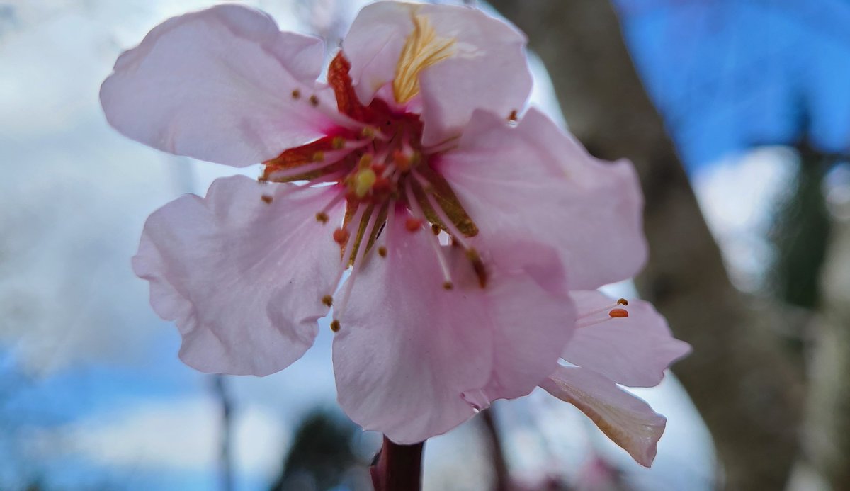 howyougo's tweet photo. Good Friday afternoon 
#GoodFriday #Friday #April #BCStorm #cherryblossom #rainfree #Vancouver #bikethestreetsofvancouver #ducks #Turtle #StormHour #springisblooming #Westcoast #shareyourweather https://t.co/0byEi7ZJWg