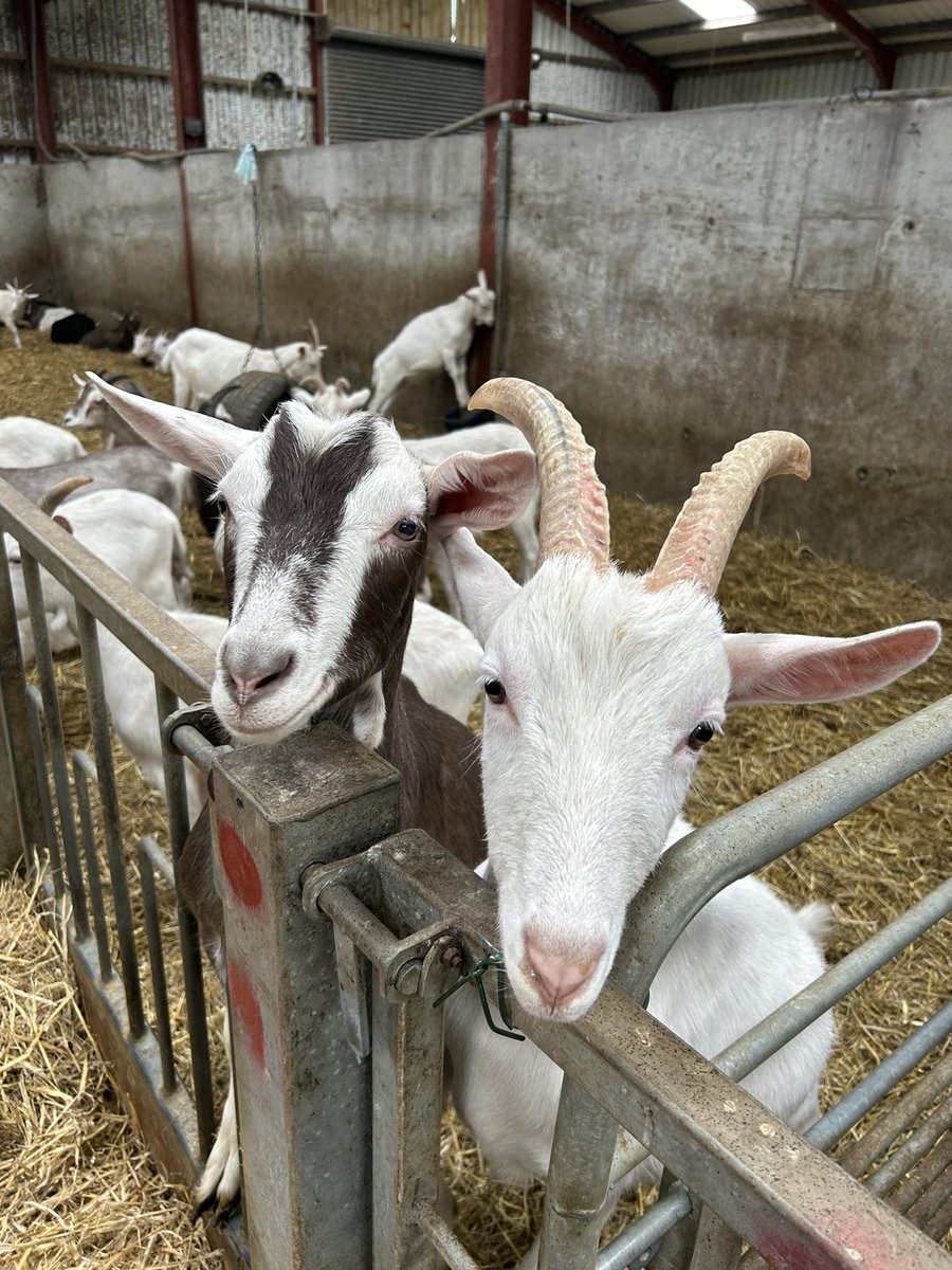 Claire7Han's tweet photo. Easter is off to the best start 🐑🐣🐰💜@BroughgammonFrm @VisitCauseway @CausewayCouncil @seanh4444
#familyfarm #familyfun #forwardthinkingfarming #Sustainability #ecofriendly #Easter2023 🐣 https://t.co/uLjJENSTwM