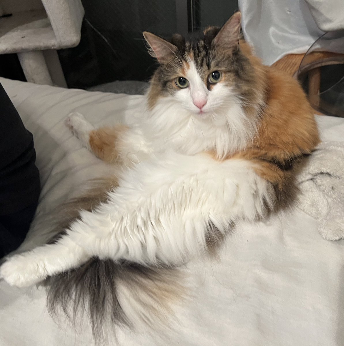 にゃおん@ノルジャン (@nyao326) / Posts / X