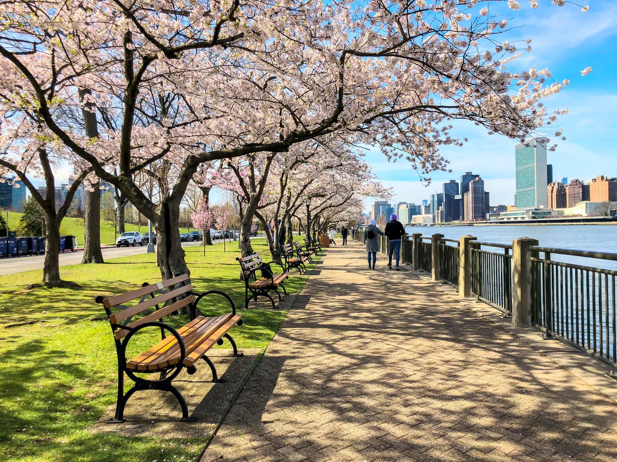 gigi_nyc's tweet image. Lovely spring day at Roosevelt Island #NYC #SignsofSpringNYC 🌸🌸