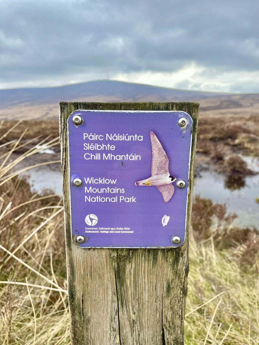 Great restoration efforts at Liffey Hd Bog👏👏NPWS-Intel collaboration focused on c.60Ha of degraded blanket bog. @noonan_malcolm @npwsBioData @Intel_IRL @FernandezNature @PeatlandHub @forum_wetlands @LIFEraisedbogs @Decade2Restore @BizBioIrl @BiodCon_ie @ItsOurHeritage #nature