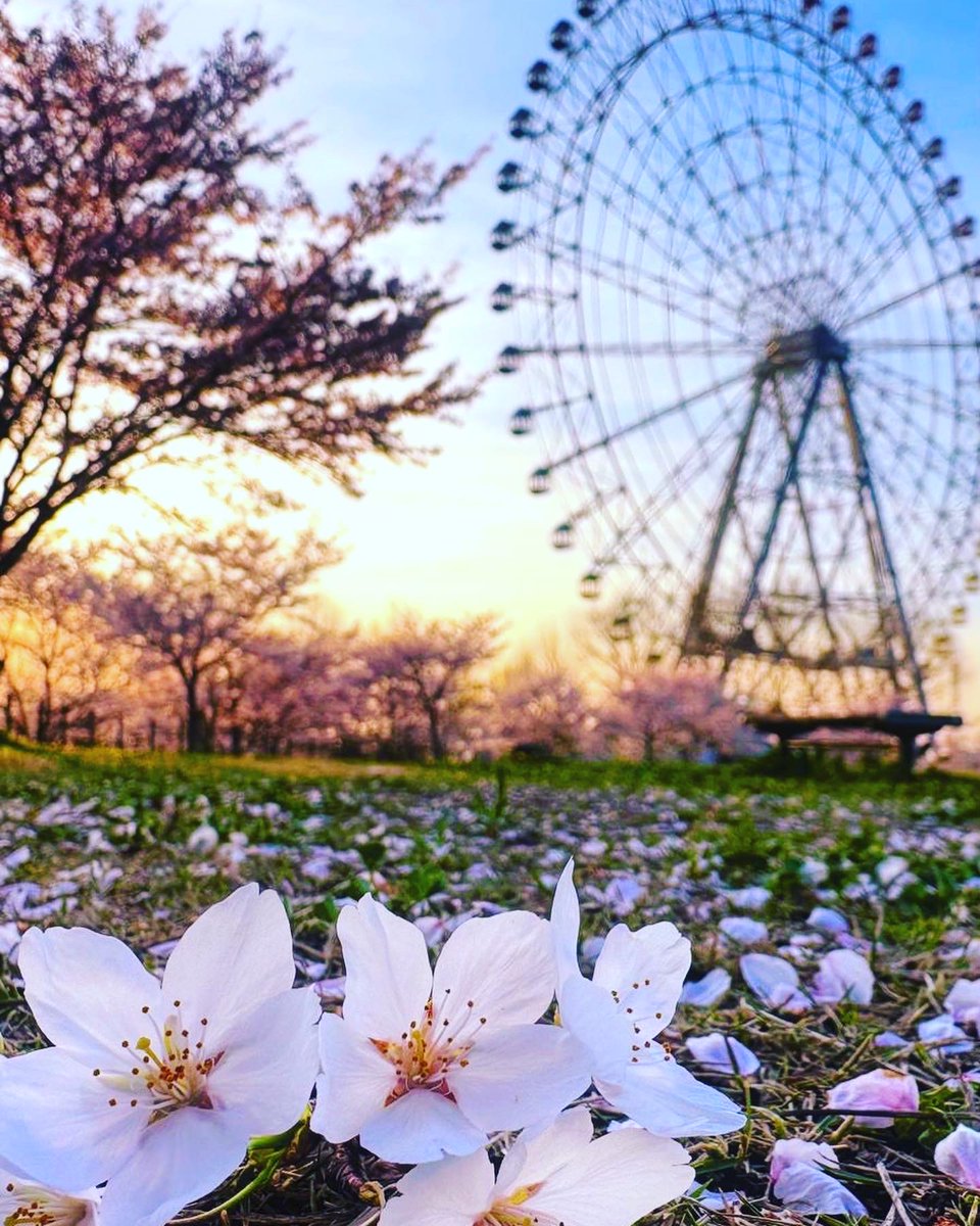 Notyetlanguage's tweet image. Svima koji nas prate želimo sretan Uskrs uz proljetni prizor iz Nagoye koji nam je poslala naša bivša polaznica Petra.
#ハッピーイースター！#부활절 잘 보내세요! Sretan #Uskrs! Happy #Easter ! Joyeuses #Pâques ! Buona #Pasqua! ¡Felices #Pascuas! Feliz #Páscoa ! Frohe #Ostern!