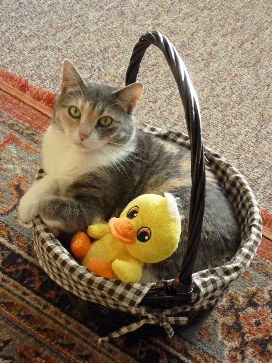 SnickersACat's tweet photo. My Mum adopted me, &amp; we are both very glad she did ! Happy Easter Evfurry one ! https://t.co/ksJQYt2ok1