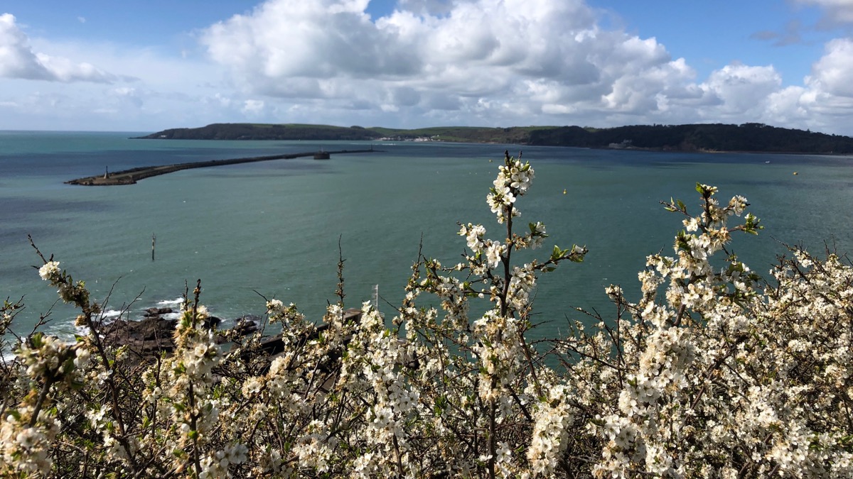 swcoastpath's tweet photo. Breakwater and blossom on a beautiful spring day. #SWCPA team walk preparing for the 50th anniversary Trailblazer Walk. #swcp #trailblazing50 #trailblazerwalk #plymouth #blossom #spring #breakwater https://t.co/cbKvXWHIih