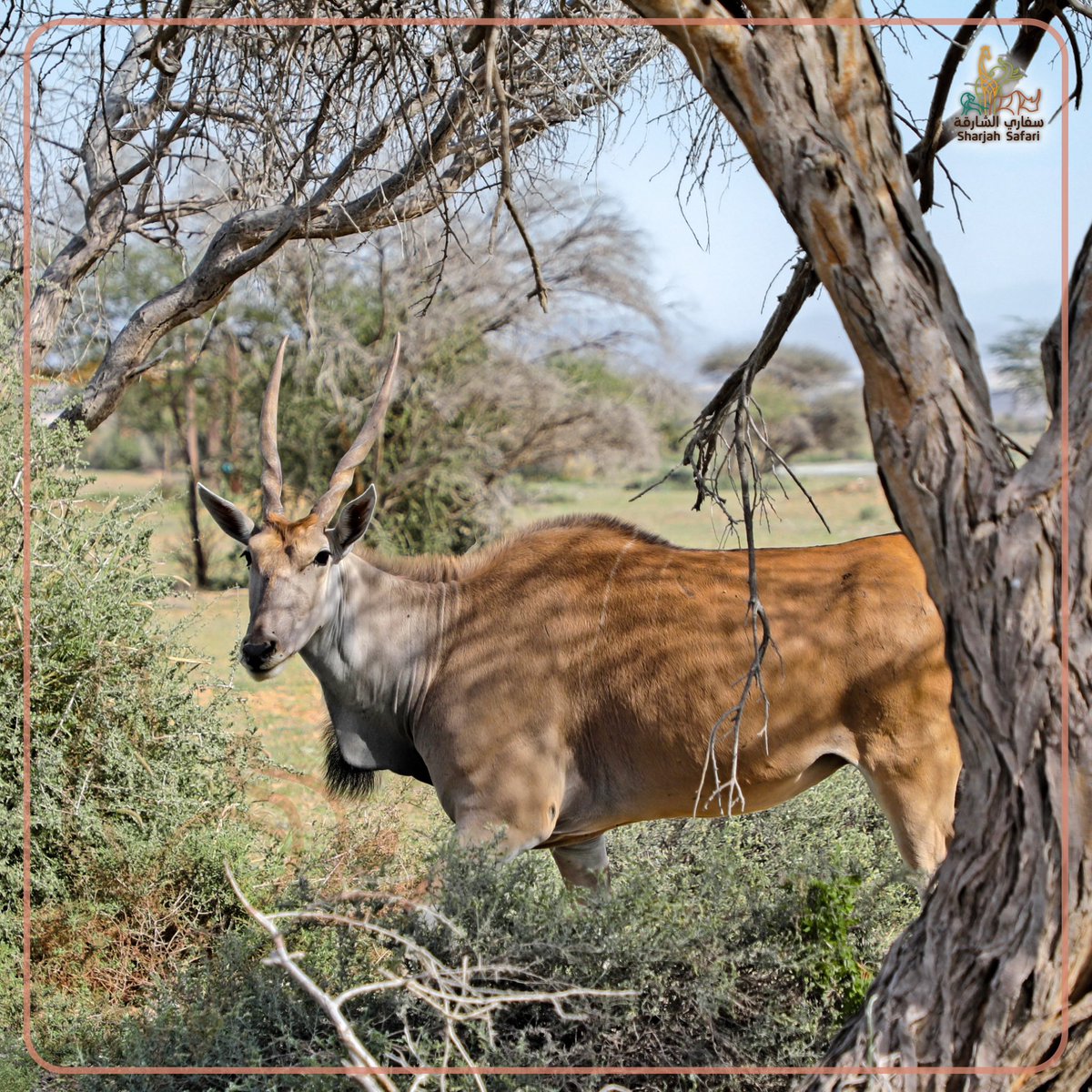 Shj_Safari tweet picture