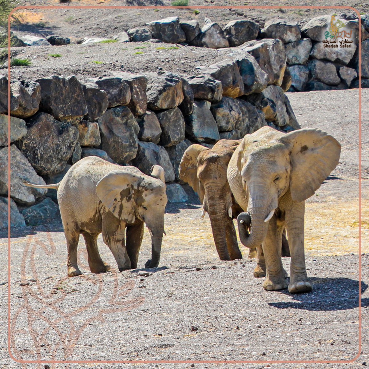 Shj_Safari tweet picture