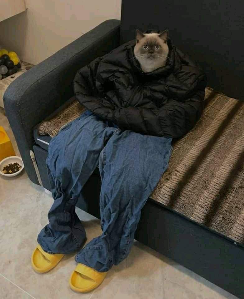 Why you should have a cat tweet media