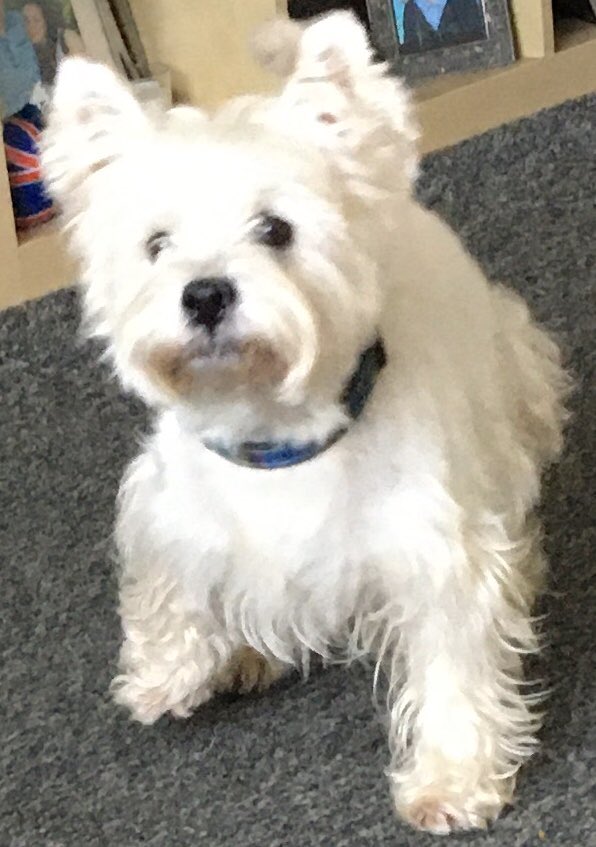 stuartasbo tweet picture