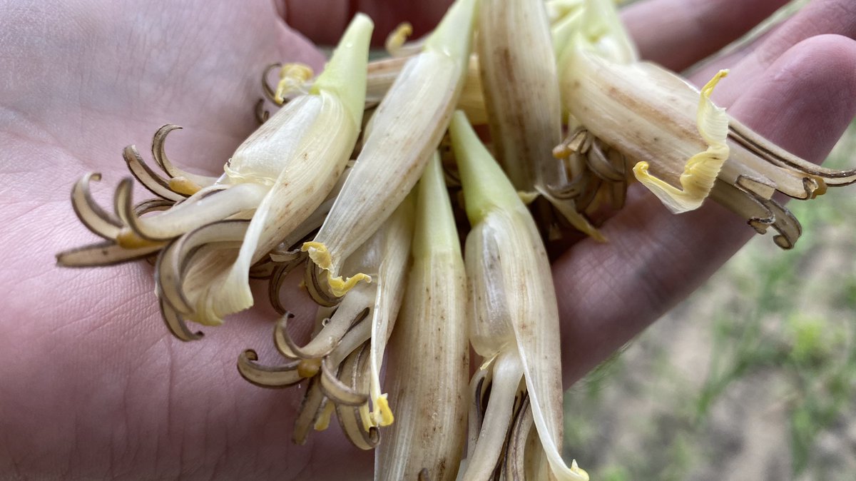 ProfitProphetIn's tweet image. Banana flowers