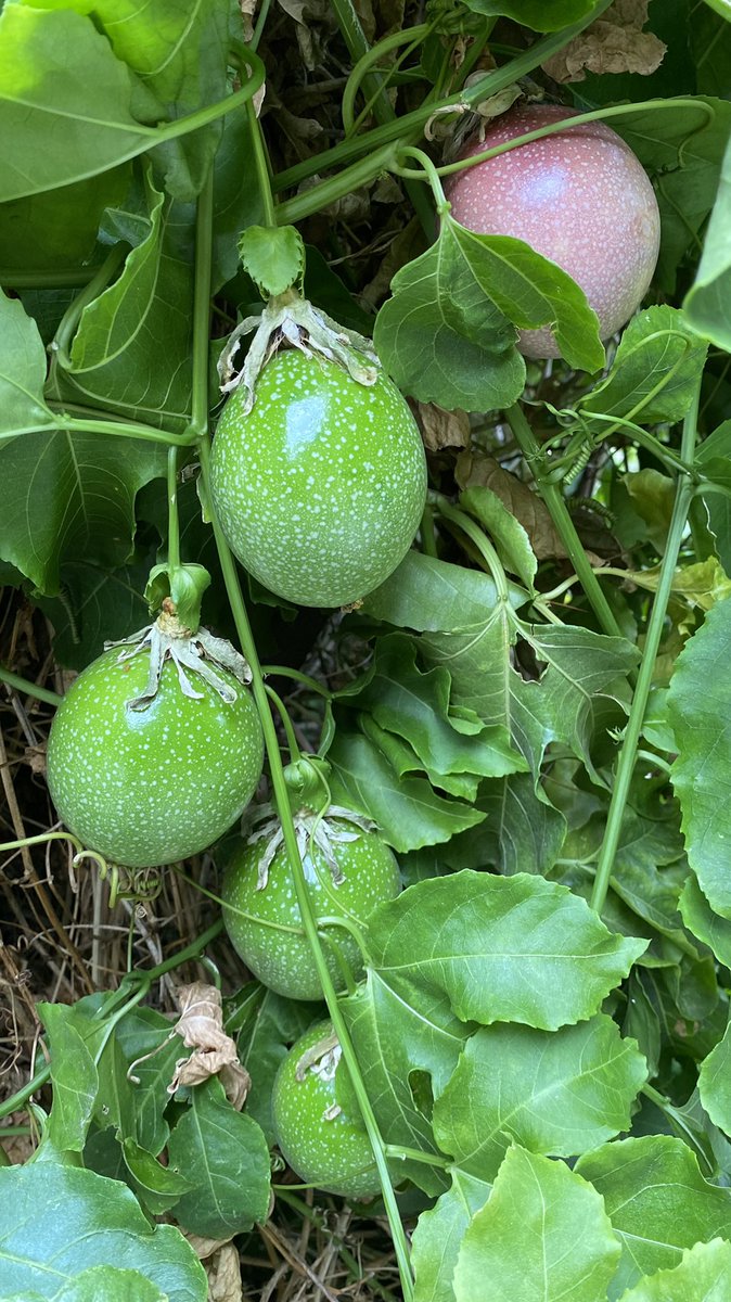 ProfitProphetIn's tweet image. Passionfruits #gardening