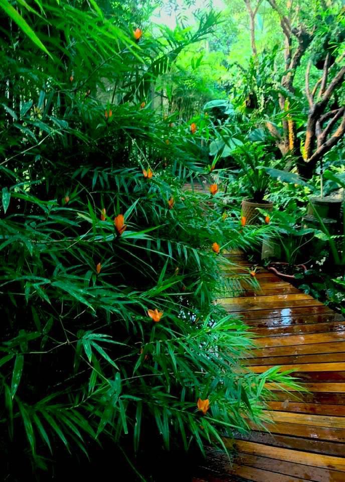 #FlowerReport from #ChiangMai <a href="/alyssaharad/">Alyssa Harad is at the sky place. DM for invites.</a>
#freycinetiamultiflora

Climbing Pandanus