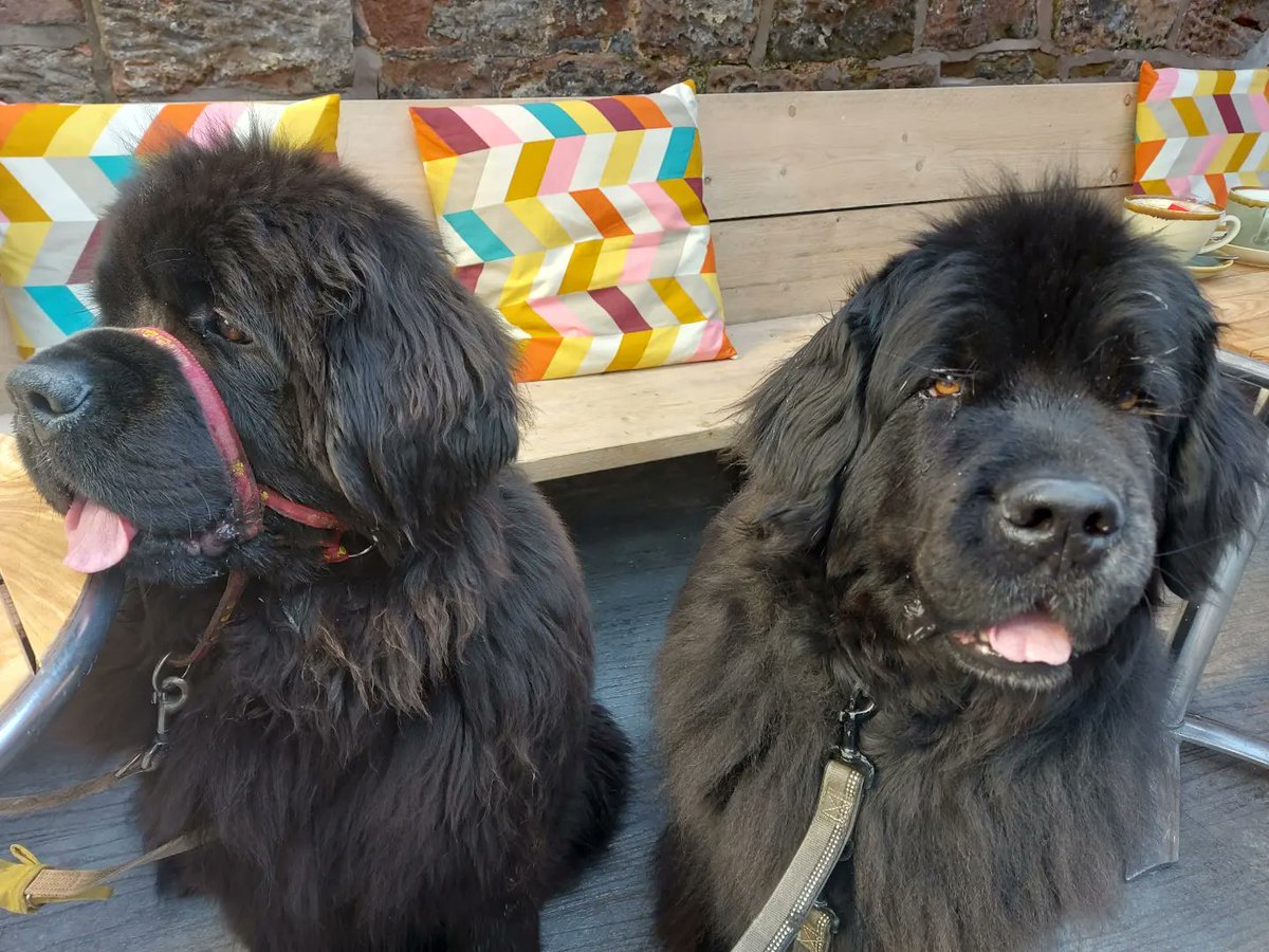 burrowingbolt's tweet photo. Lovely visit to #TailMates #Doryscafe in #frodsham #cheshire today, the newfies had a great time, thanks to customers &amp; staff for the snuggles, the hoomans enjoyed their treats too 😁🐕🐕😁 #dogsoftwitter #dogfriendly #cafe #cafesociety #CoffeeTime #coffeetrip #therapydogs https://t.co/P5K0Kar7L7