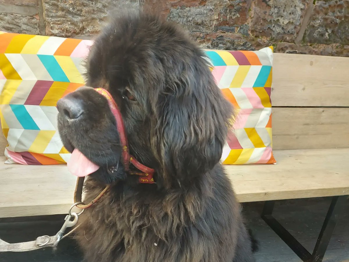 burrowingbolt's tweet photo. Lovely visit to #TailMates #Doryscafe in #frodsham #cheshire today, the newfies had a great time, thanks to customers &amp; staff for the snuggles, the hoomans enjoyed their treats too 😁🐕🐕😁 #dogsoftwitter #dogfriendly #cafe #cafesociety #CoffeeTime #coffeetrip #therapydogs https://t.co/P5K0Kar7L7
