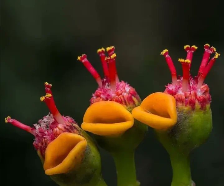 Rainmaker1973's tweet photo. Poinsettia (Euphorbia pulcherrima) flowers have no petals. Rather, they're curious-looking structures called cyathia, made up of a single female flower and many male flowers, along with yellow bulbous glands vaguely resembling mouths

[read more: https://t.co/PK4k2hD8ON] https://t.co/G2EWYWXMyb