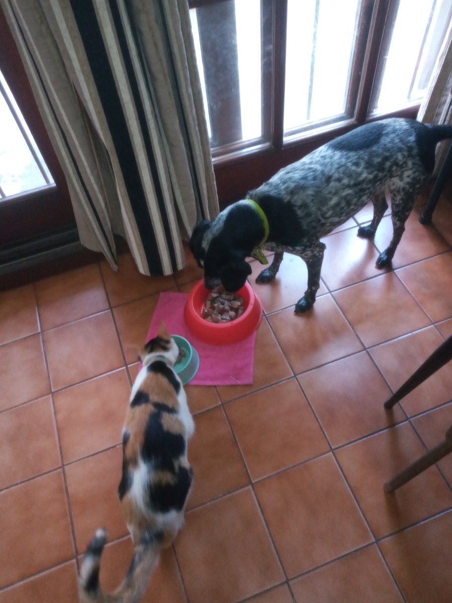 Aidamgrdrgz's tweet photo. @todonoticias desayuno servido  Alma , Mia  no se fueron el finde largo asi que tienen premio. Gracias por la buena onda.. https://t.co/ctnN78ZkkI