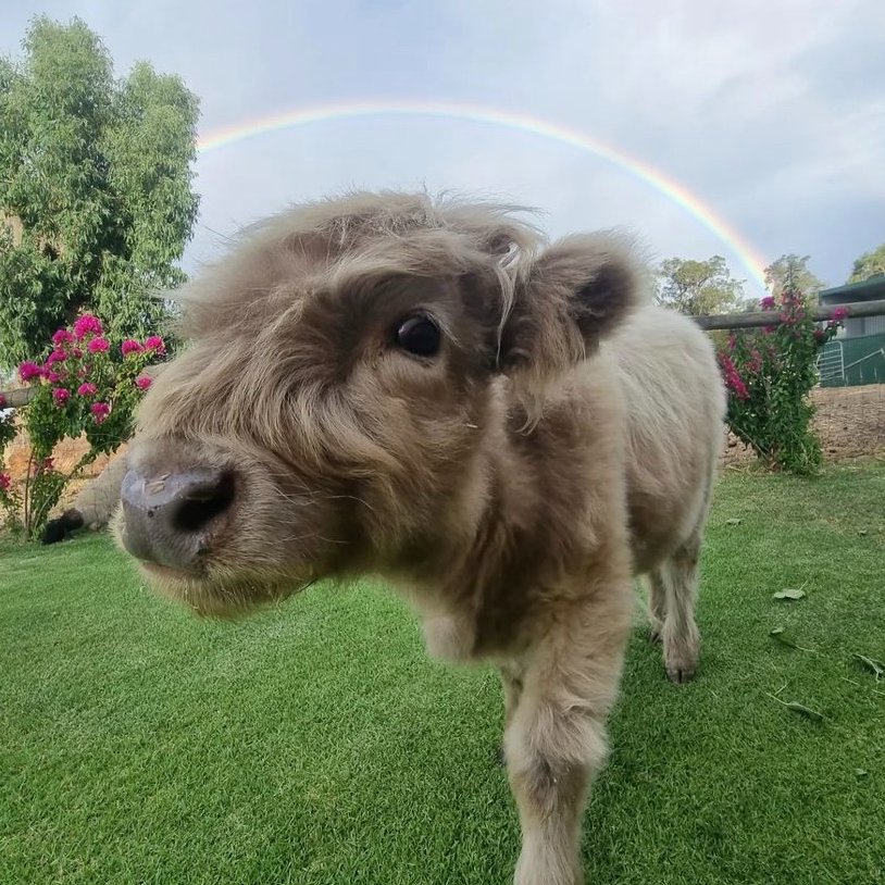 CowoftheDay1's tweet photo. 📅 15th April 2023
🐮 Marshmellow
🏷️ Instagram/pernopark
💕 #animaloftheday https://t.co/5B8f1uJtKL