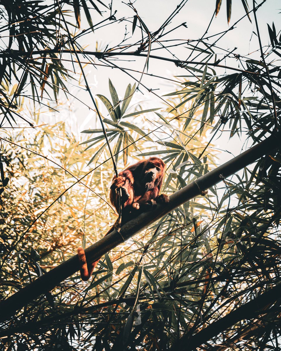 A few weeks ago I had an unforgettable encounter with red howler monkeys in Tucker Valley Road's bamboo cathedral. Nature in Trinidad & Tobago truly never ceases to amaze me! 🐒🎋🇹🇹#Trinidad #WildlifeEncounter #BambooCathedral #NatureLovers