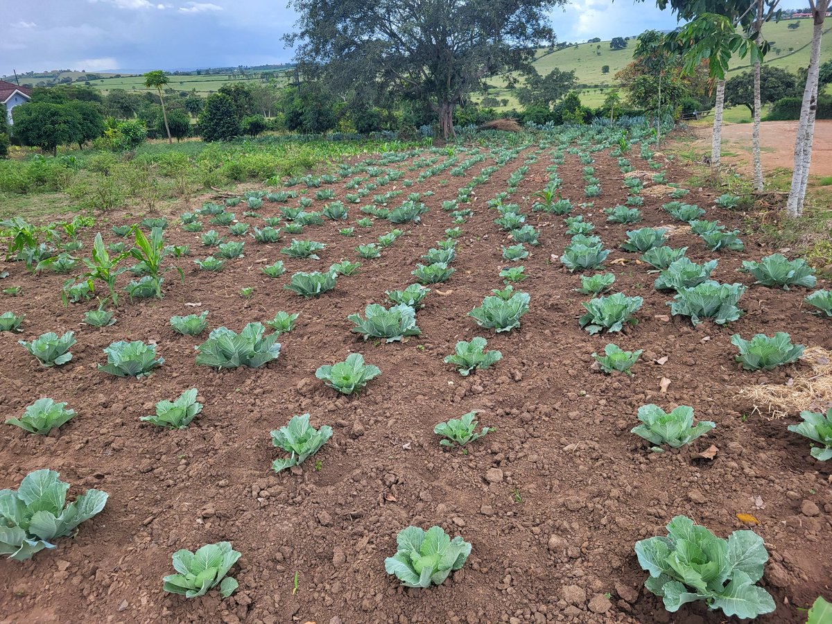 Thank you <a href="/emburara/">Emburara Farm Lodge</a> ( emburarafarmlodge.com) for these beautiful &amp; organic #vegetable gardens on #farm .

 They truly give the guests  the #farmtofolk food  experience .

#HappyEaster