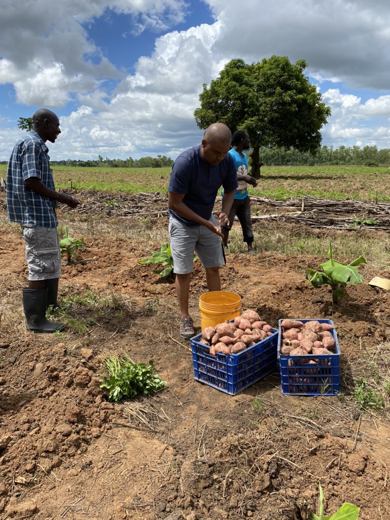 LingaWine's tweet photo. Inspecting recently planted #bananas and other crops at #Chengwe #Kasungu - what better way to spend a holiday! Family time.@NgwiraRonald #Malawi https://t.co/wBluQjuiF9
