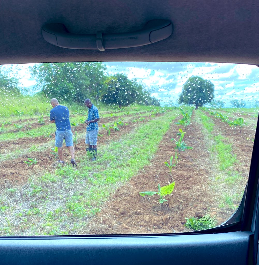 LingaWine's tweet photo. Inspecting recently planted #bananas and other crops at #Chengwe #Kasungu - what better way to spend a holiday! Family time.@NgwiraRonald #Malawi https://t.co/wBluQjuiF9