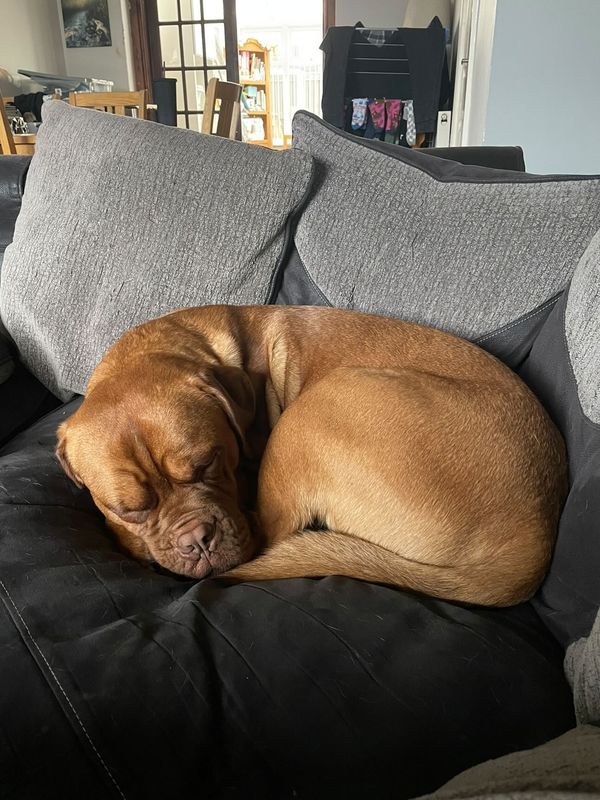DogsTrust's tweet photo. Henry is a young Dogue de Bordeaux who was at @DT_Merseyside 🐶 He stayed in a quiet part of the centre as he wasn't keen on visitors. 
We are so pleased he has now found his forever home 🏡
He is living his best life! He goes on lots of adventures and loves a sofa snuggle 💛 https://t.co/6h8HfFAa6w