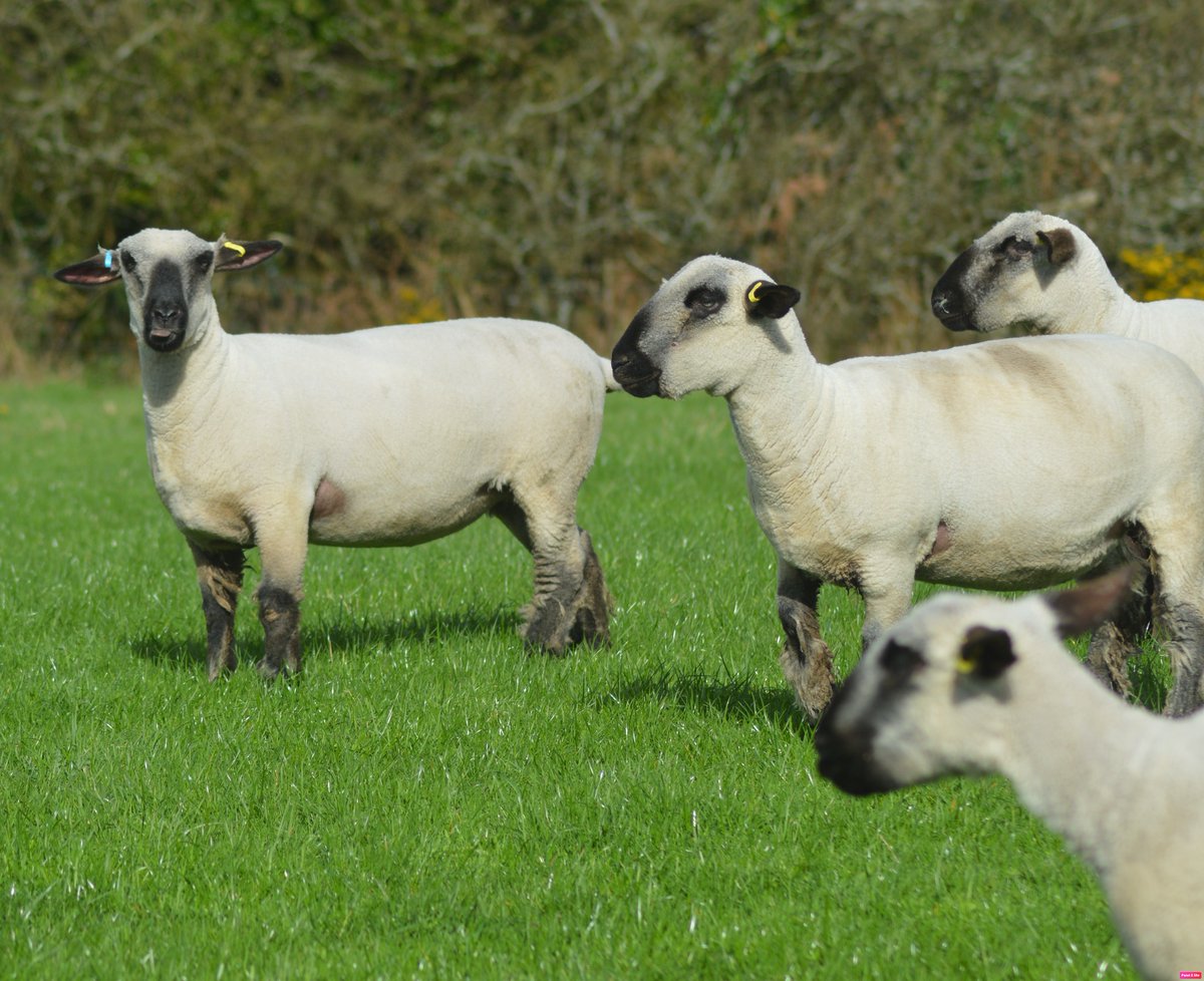 maesglashamps's tweet photo. Class of 2022, Shearling Ewes in their working clothes. Been outwintered on grass. Really pleased with them as a bunch #hampshiredown #nativesheep #performancerecorded #pedigreesheep https://t.co/R4emEJqzZi