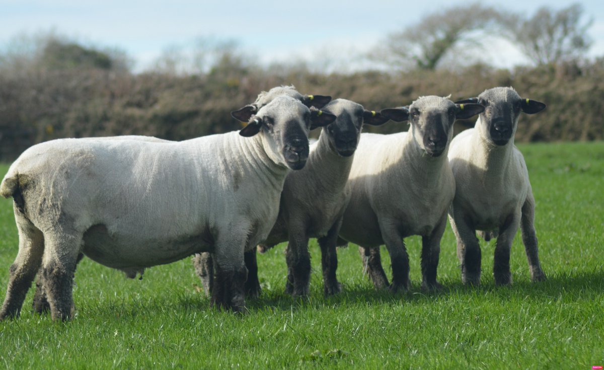 maesglashamps's tweet photo. Here comes the boys, the class of 2022 - Shearling Rams. In their working clothes. Outwintered on grass. These boys are ready #hampshiredown #nativesheep #performancerecorded #pedigreesheep https://t.co/pI6OVfMmGJ