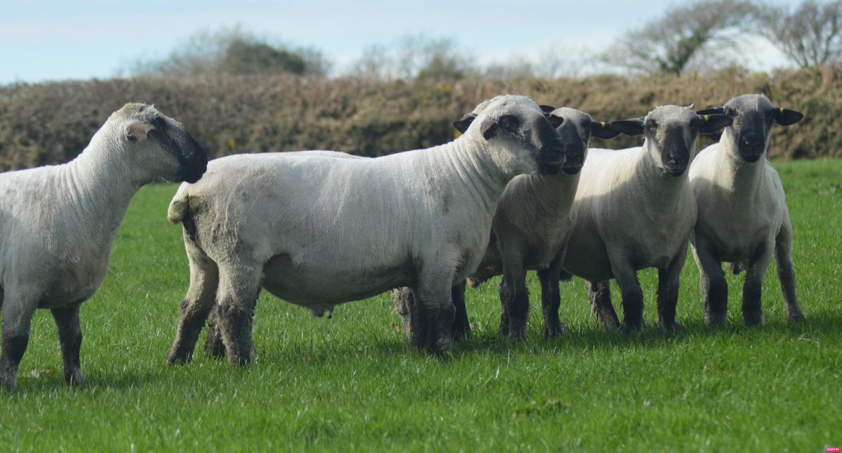 maesglashamps's tweet photo. Here comes the boys, the class of 2022 - Shearling Rams. In their working clothes. Outwintered on grass. These boys are ready #hampshiredown #nativesheep #performancerecorded #pedigreesheep https://t.co/pI6OVfMmGJ