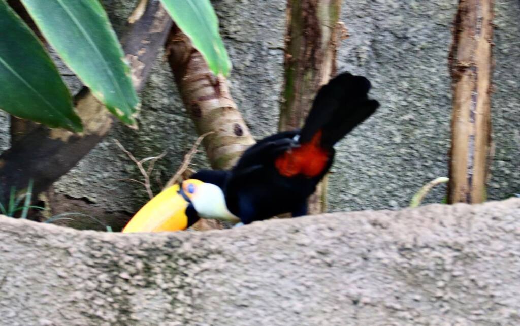 stm_734's tweet photo. https://t.co/NnRv36lK2I ✏ 2023.4.8
⁡
⁡おちりが♥️
⁡
#オニオオハシ⠀
#TocoToucan⠀
#Ramphastostoco
#那須どうぶつ王国
#nasuanimalkingdom
#nasu_animal_kingdom https://t.co/0PEOKEFZYl