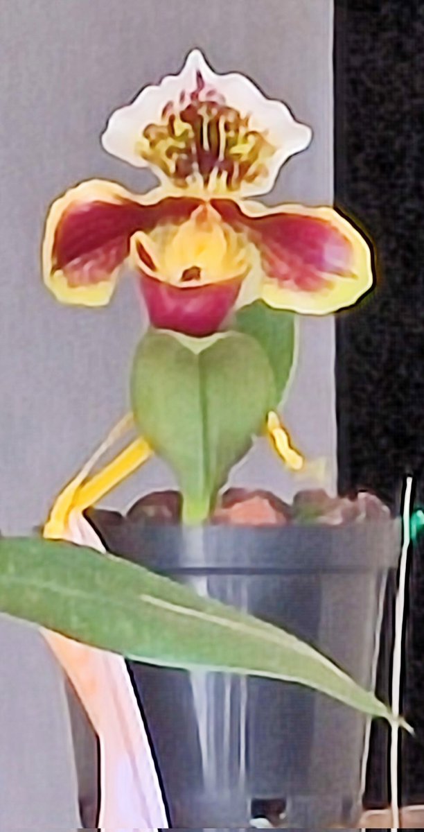 Juan Carlos Ponce Figueroa tweet media