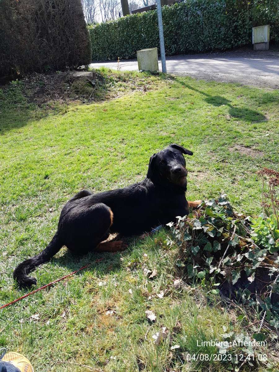 Janseverinus's tweet image. Ik waak.