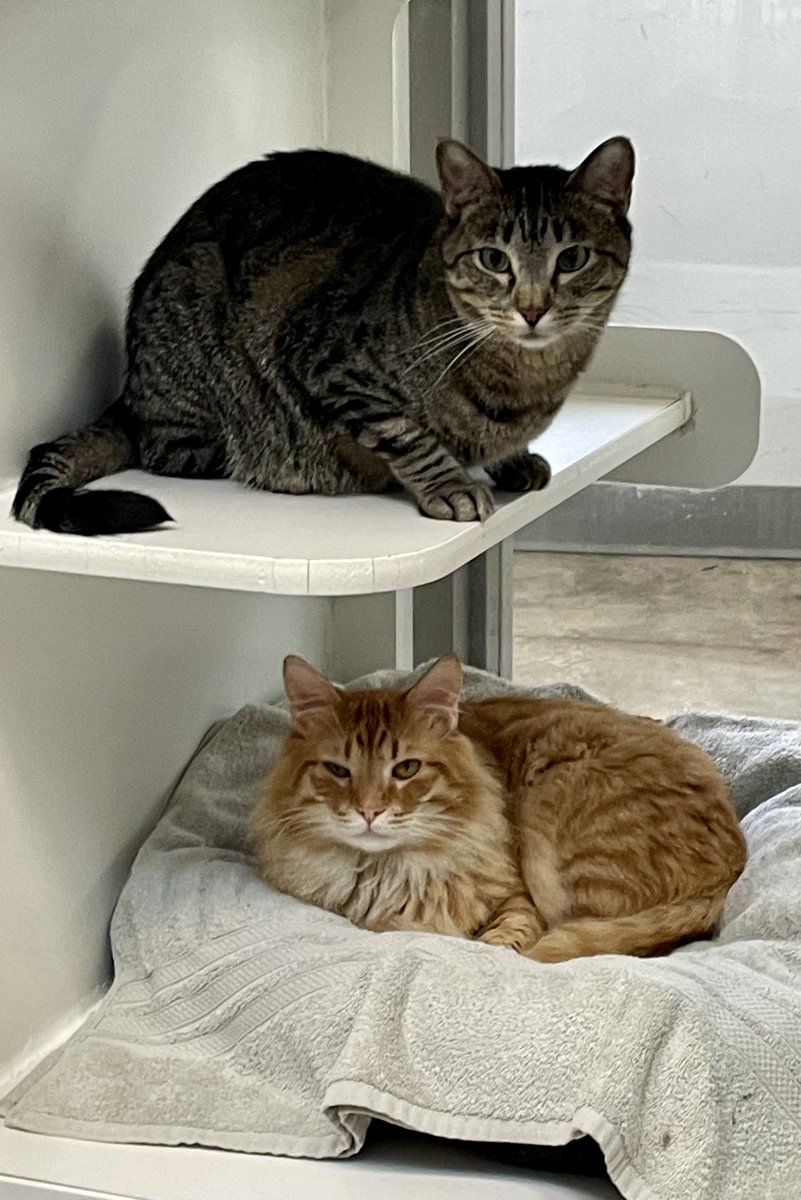 Pairs of cats are the best, especially this pair... Kobe (orange) and Bentley (brown). #adoptme #adoptablecat

🐱 friends4life.org/kobe
🐱 friends4life.org/bentley