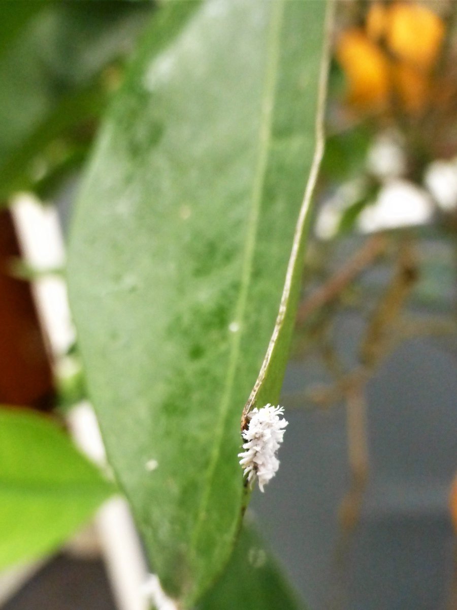 Citrus Mania 🍊🍋 🪴💛 tweet media