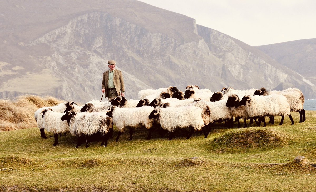Thanks for the shout out Rory during your segment on <a href="/RadioBrendanRTE/">Brendan O’Connor</a> enjoy your Achill Lamb ☘️ Thankyou for supporting #IrishLamb for #Easter