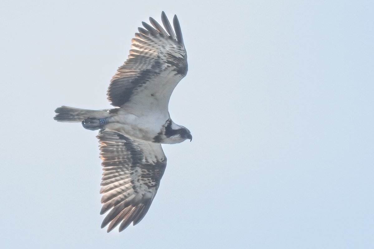 Mark Wright on Twitter "Osprey (022) fishing in Lytchett Bay this