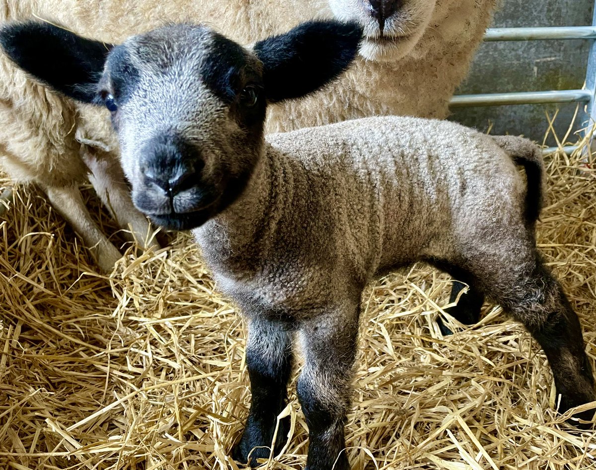 GoRuralScotland lambathon so far this week has had an amazing 40,000 viewers watching farmers lambing across Scotland so far. A great way to showcase agriculture. Spring is a great time of year. Happy Easter 🐣