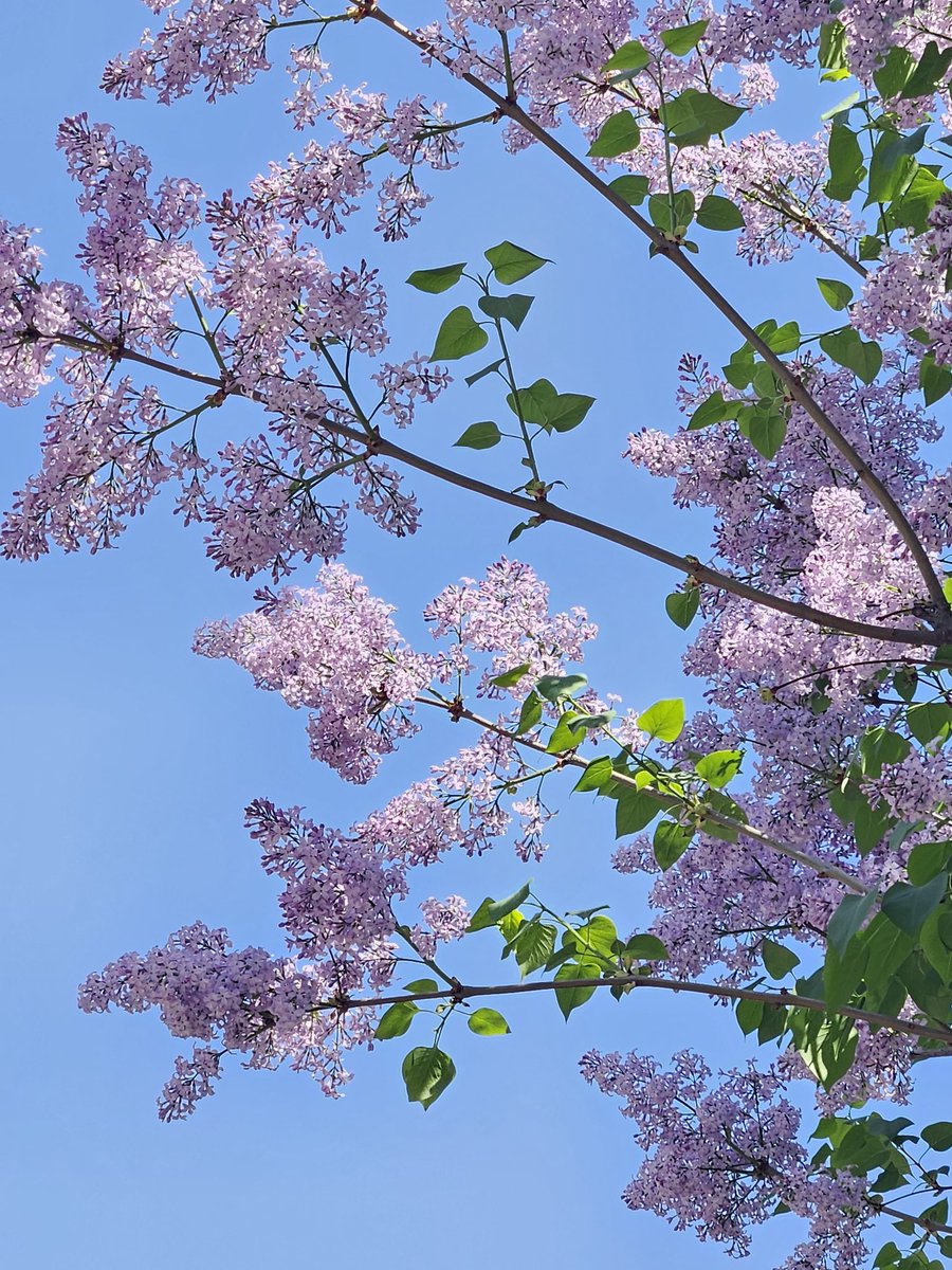 오늘은 산왕소녀랑 아맥 농놀하고 산책했지