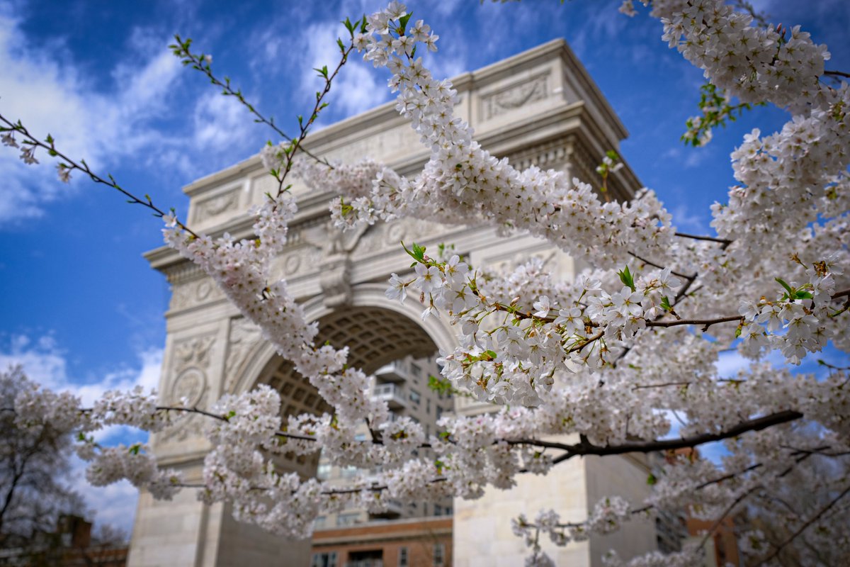 Spring in Washington Square Park

#springinnyc #westvillagenyc #nycparks #washingtonsquarepark #cherryblossoms #sakura #fujifilmxs10 #blossoms