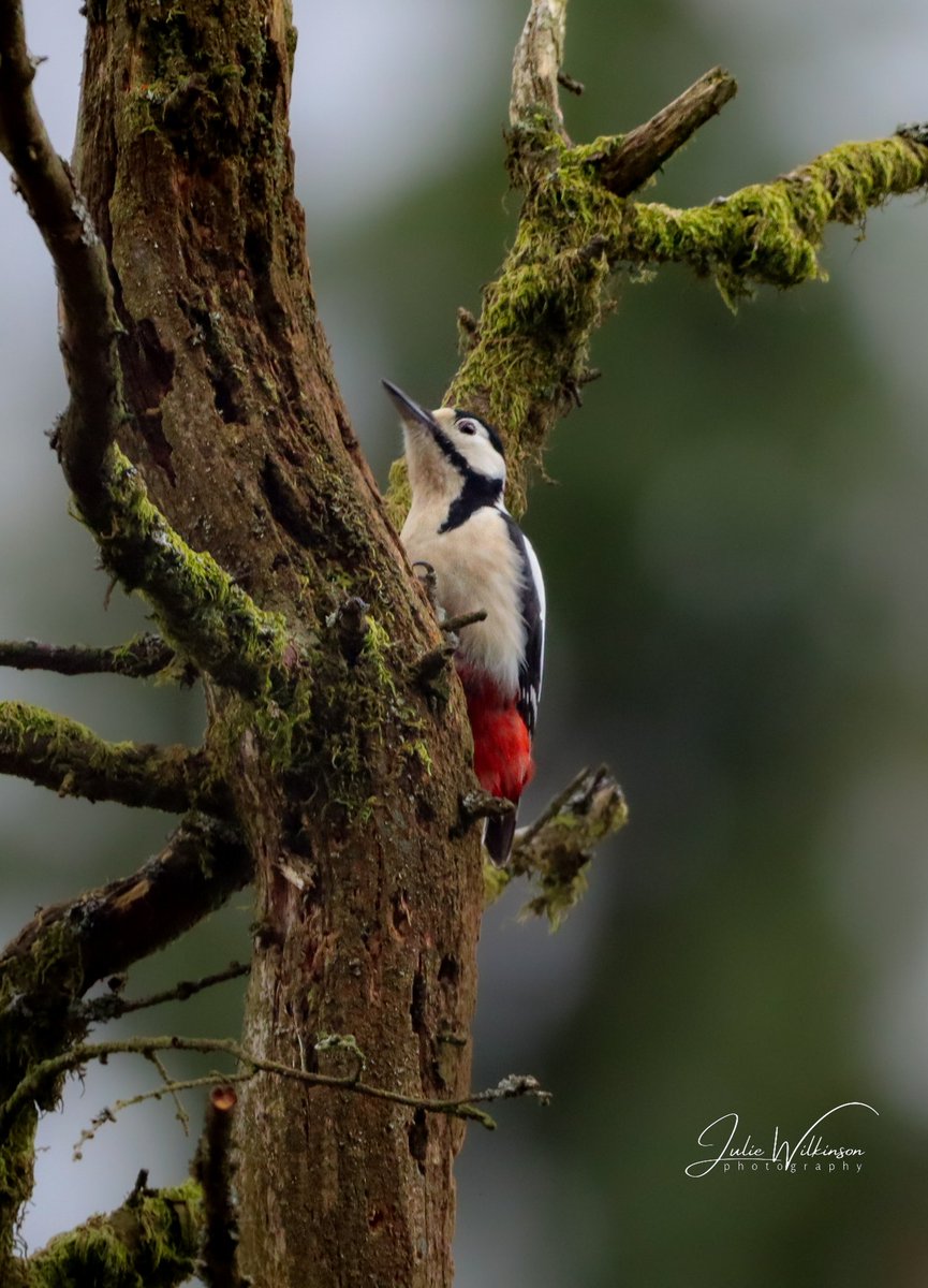 Greater Spotted Woodpecker - gorgeous bird! 

#BirdsSeenIn2023 #birdphotography #ukbirdphotography #ukbirds #BirdsOfTwitter #birdwatching